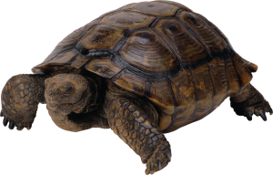 Turtle PNG-24753